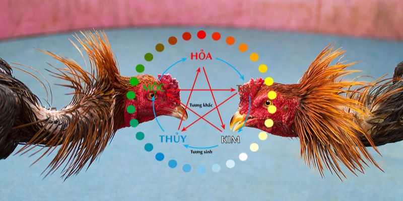 Màu mạng gà đá- Bí quyết chọn gà chiến thắng trong cá cược bóng đá 1 Màu mạng gà đá- Bí quyết chọn gà chiến thắng trong cá cược bóng đá