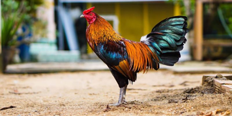 Màu mạng gà đá- Bí quyết chọn gà chiến thắng trong cá cược bóng đá 3 Kinh nghiệm chọn gà dựa trên màu mạng