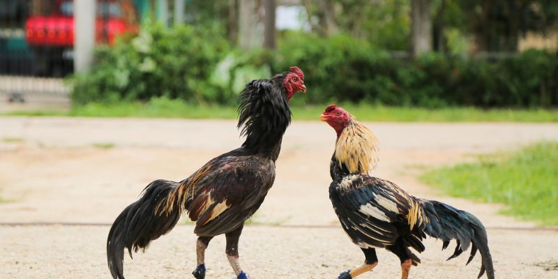 Màu mạng gà đá- Bí quyết chọn gà chiến thắng trong cá cược bóng đá 4 Lợi ích của việc dựa vào màu mạng gà đá